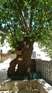Kemaliye'de Dut Ağaçları - Anıt Dut Ağacı